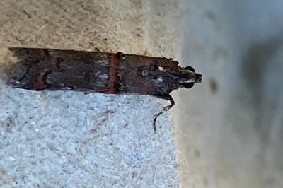 <i>Pempelia palumbella</i>