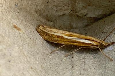 <i>Agriphila tristella</i>