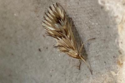 <i>Cynaeda dentalis</i>
