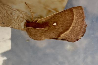 <i>Lasiocampa trifolii</i>
