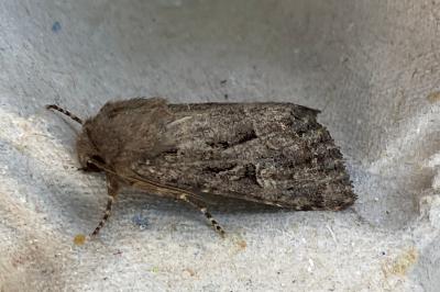 <i>Luperina testacea</i>