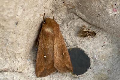 <i>Mythimna albipuncta</i>
