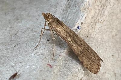 <i>Nomophila noctuella</i>