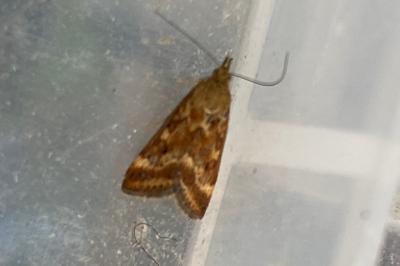 <i>Pyrausta despicata</i>
