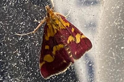 <i>Pyrausta purpuralis</i>