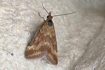 <i>Pyrausta despicata</i>