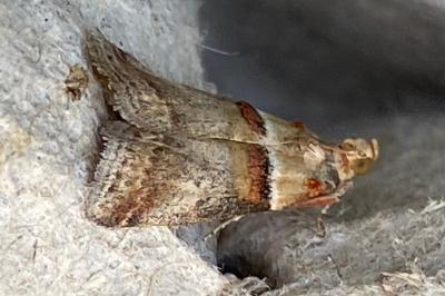 <i>Acrobasis tumidana</i>