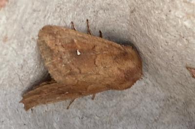 <i>Mythimna ferrago</i>