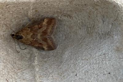 <i>Pyrausta despicata</i>