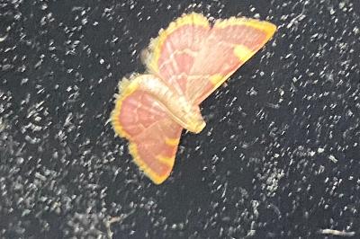<i>Hypsopygia costalis</i>