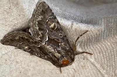 <i>Thalpophila matura</i>