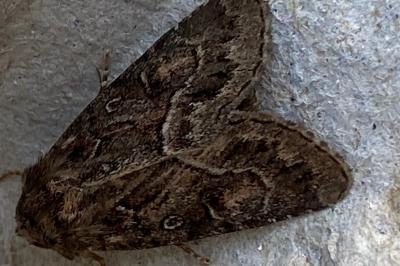 <i>Thalpophila matura</i>