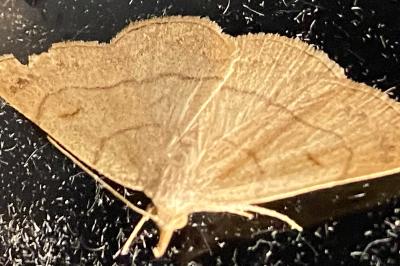 <i>Paracolax tristalis</i>