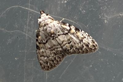 <i>Meganola strigula</i>