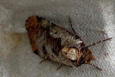 <i>Epilecta linogrisea</i>