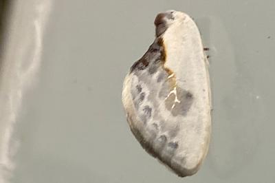 <i>Cilix glaucata</i>