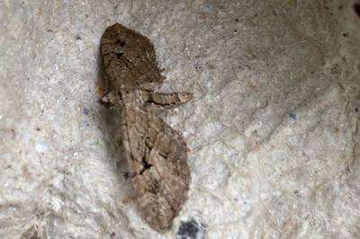 <i>Eupithecia pusillata</i>