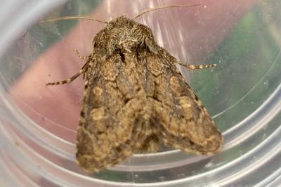 <i>Luperina testacea</i>