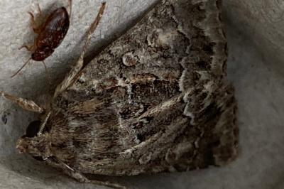 <i>Thalpophila matura</i>