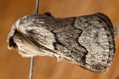<i>Trichiura crataegi</i>