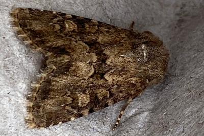 <i>Luperina testacea</i>