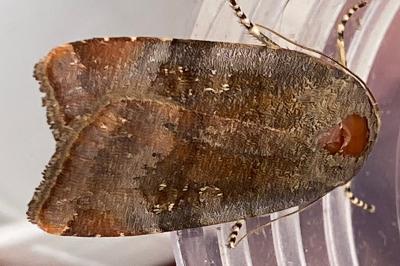 <i>Noctua janthe</i>