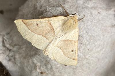 <i>Crocallis elinguaria</i>