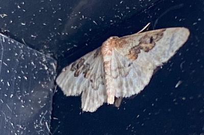 <i>Idaea rusticata</i>