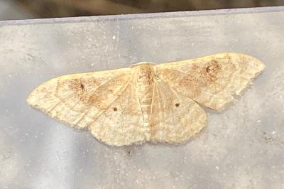 <i>Idaea degeneraria</i>