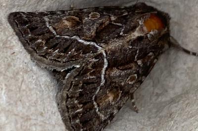 <i>Thalpophila matura</i>