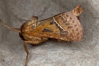 <i>Triodia sylvina</i>