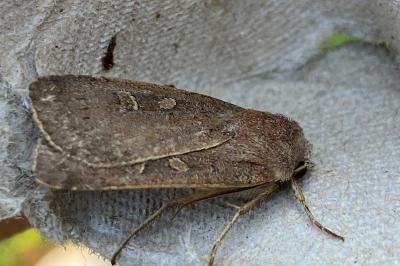 <i>Xestia xanthographa</i>