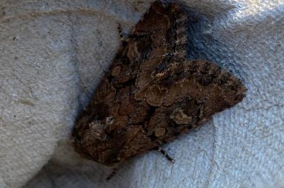 <i>Luperina testacea</i>