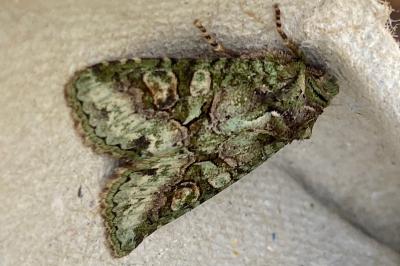 <i>Dryobotodes roboris</i>