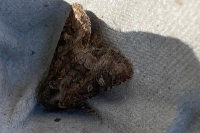 <i>Luperina testacea</i>