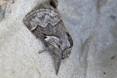 <i>Trichiura crataegi</i>
