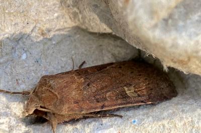 <i>Xestia xanthographa</i>