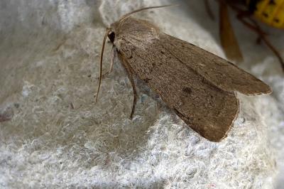 <i>Xestia castanea</i>