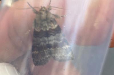 <i>Cymatophorina diluta</i>