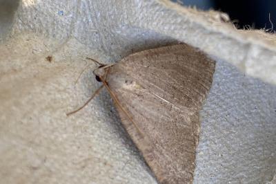 <i>Pseudoterpna pruinata</i>