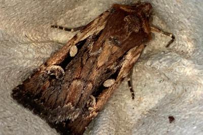 <i>Xestia agathina</i>