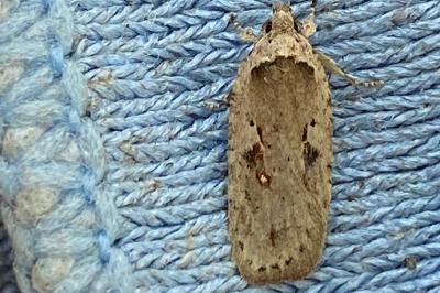 <i>Agonopterix ocellana</i>