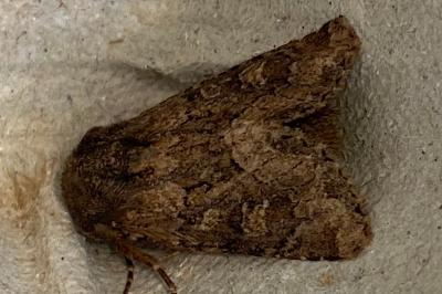 <i>Luperina testacea</i>