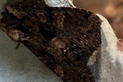 <i>Mniotype satura</i>