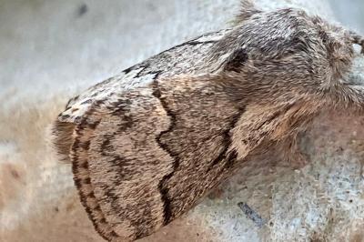 <i>Trichiura crataegi</i>