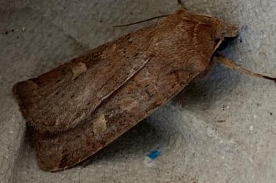 <i>Xestia xanthographa</i>