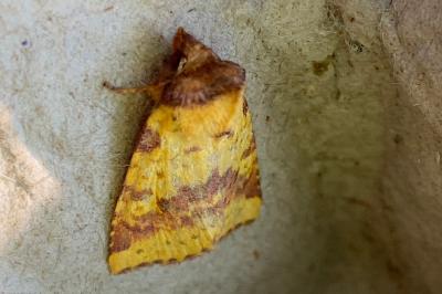 <i>Xanthia togata</i>