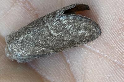 <i>Trichiura crataegi</i>