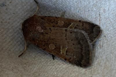 <i>Xestia xanthographa</i>