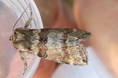 <i>Cymatophorina diluta</i>